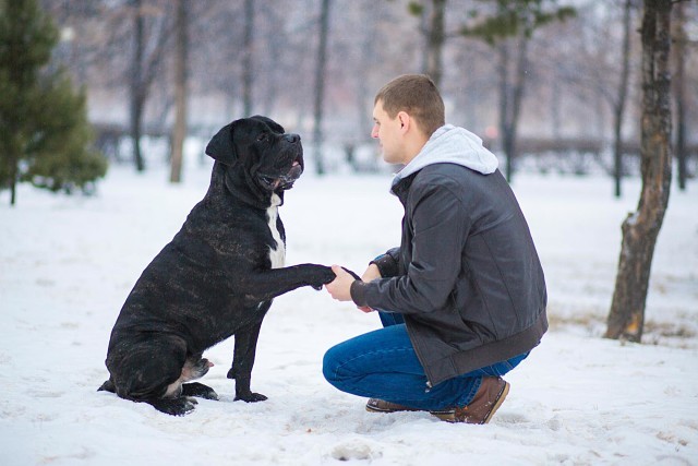 Types of dog lovers from personal observations - My, Dog, Dog lovers, The park, Mat, Longpost