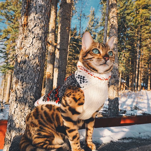 bengal cat - cat, Winter