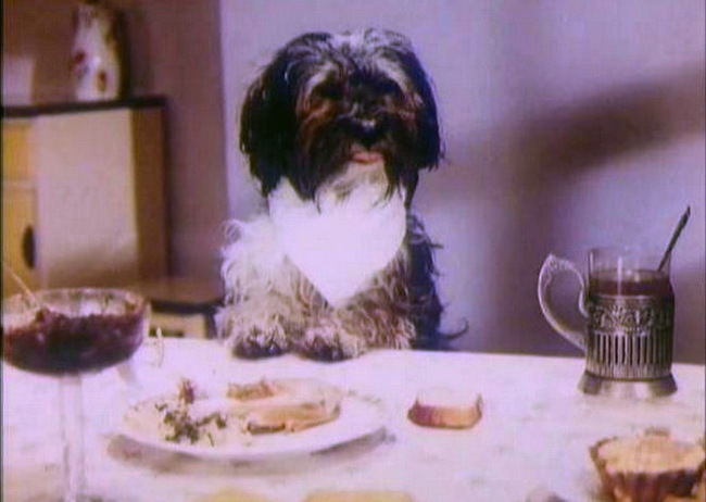 Lhasa Terrier - Dog, Soviet cinema, Dog breeds