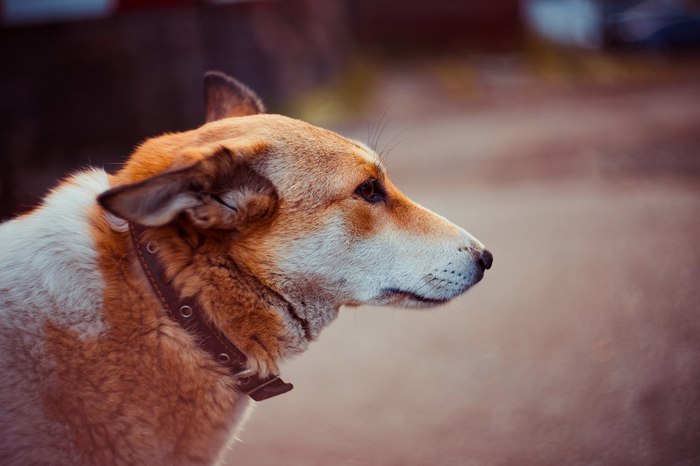 Doggie - My, Dog, Portrait