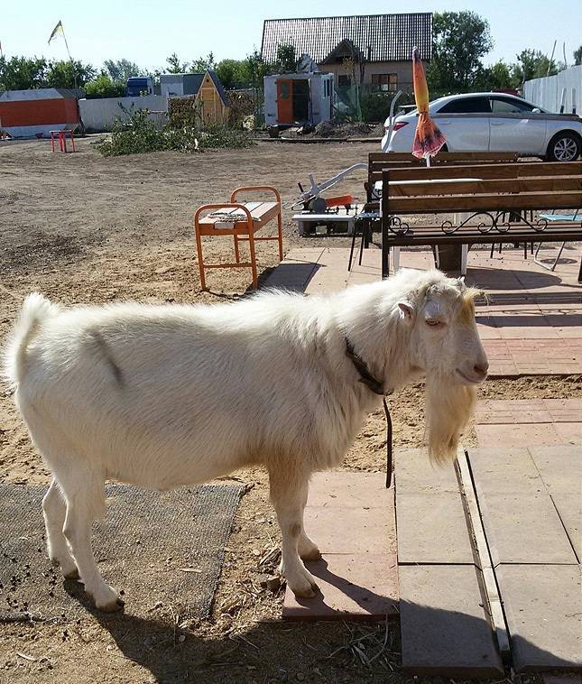 В Пермском крае живет козел, который дает молоко =) - Козел, Молоко, Пермский край, Длиннопост