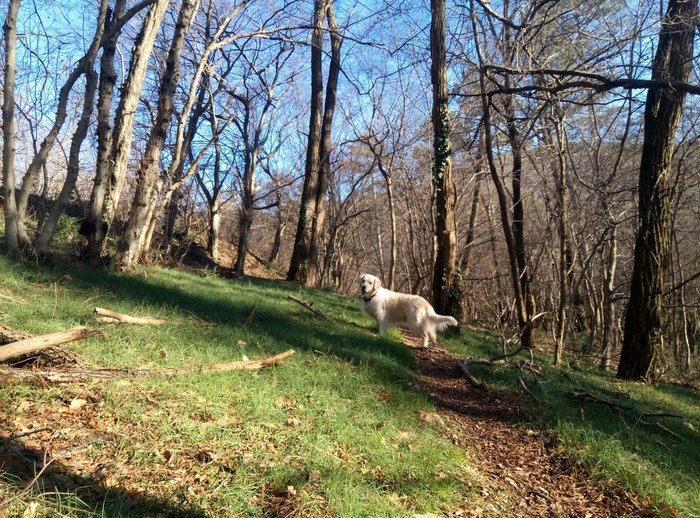 Good in the winter forest on a sunny morning! - My, Winter, Weather, Dog