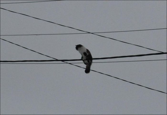 Came for lunch and lunch flew away - cat, High voltage wires, Height, Pillar