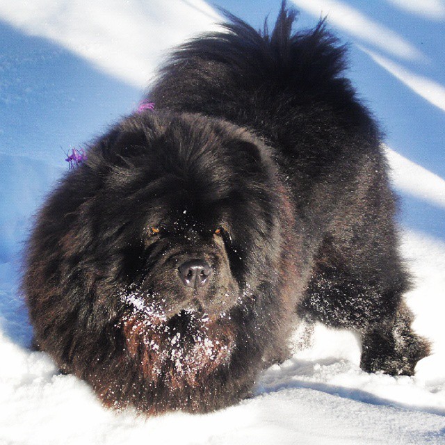 Of course, cats are eternal and fluffy, but dogs are also not far behind)) - My, Dog, Snow