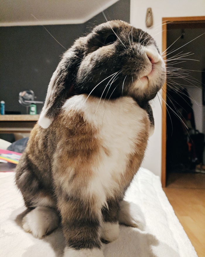 My baby - My, Rabbit, Handsome men, Hare, Pets, Pet, My