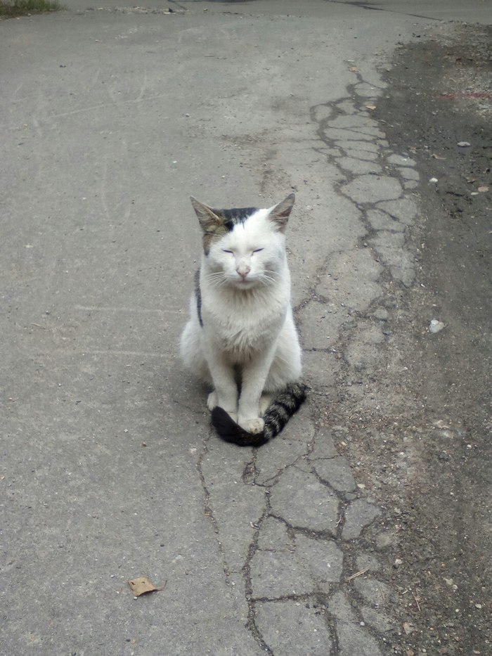 abandoned cat - The photo, Longpost, Homeless animals, My, cat