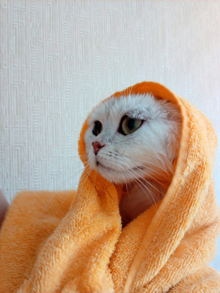 The most terrible day .... Bath - Longpost, Bathing, Horror, My, Fear, Revenge, cat