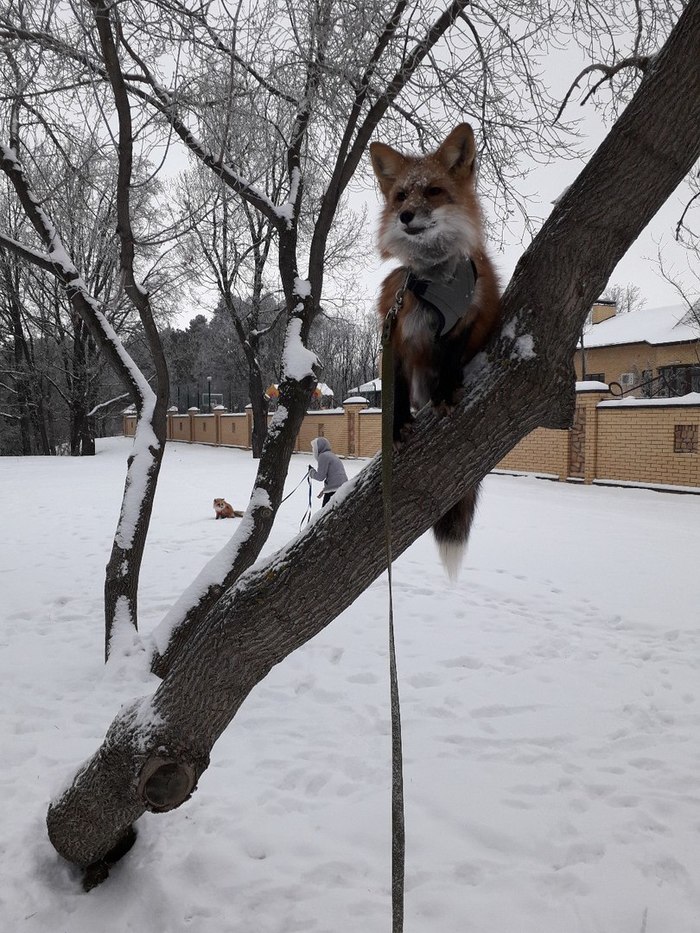 ��������� ���