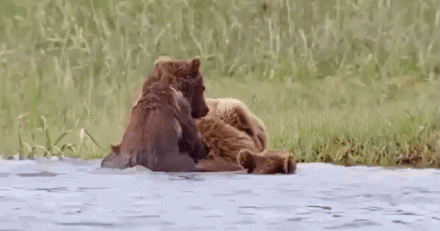 Ride me, big bear! - Bear, Bathing, Rider, Mum, Animals, GIF, The Bears, Bathing, Riders