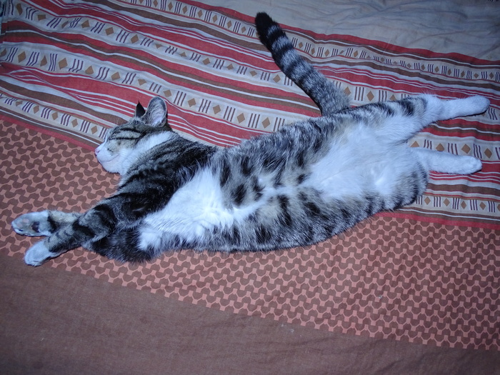 Timoshkin's dreams. - My, cat, Timoshka, Dream, Bed, Longpost