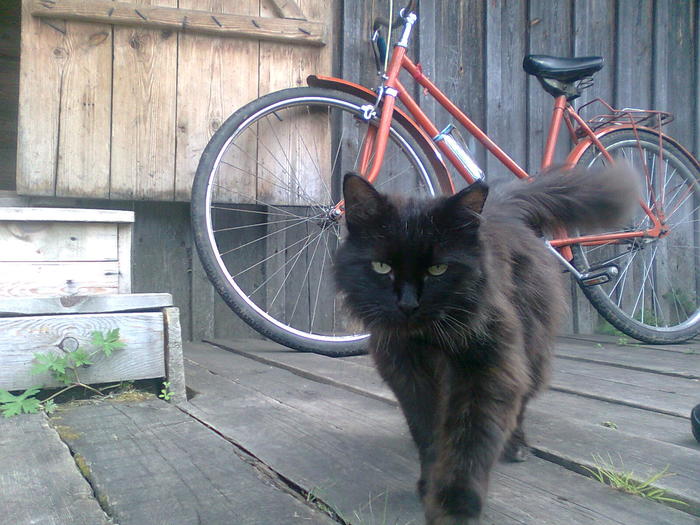 Materaya. - My, cat, , A bike