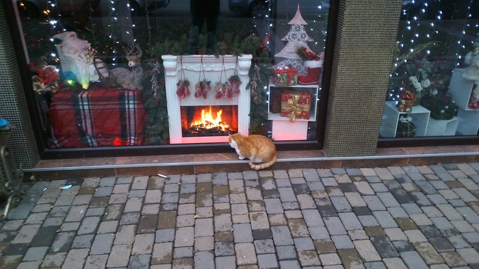 By the fireplace. - My, cat, The photo