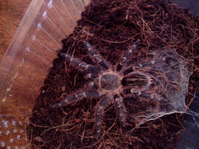 - Grammostola aureostriata