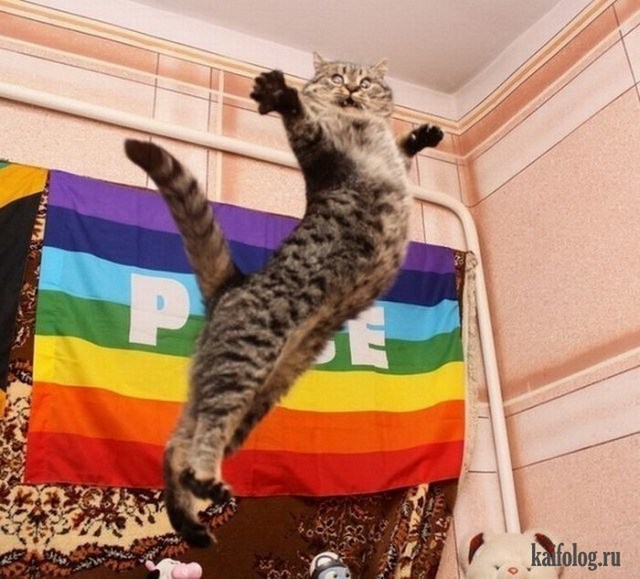 The owner of the flag hung the LGBT. Let's get out of the house brothers - LGBT, cat