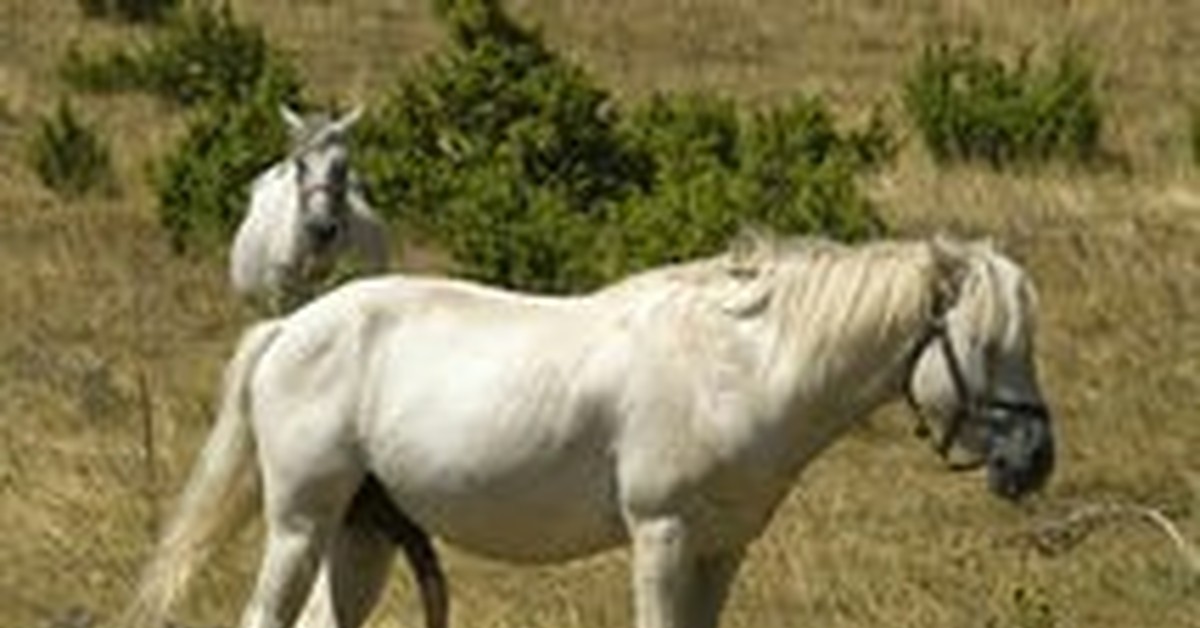 Grabsikis Horse At Sikişi