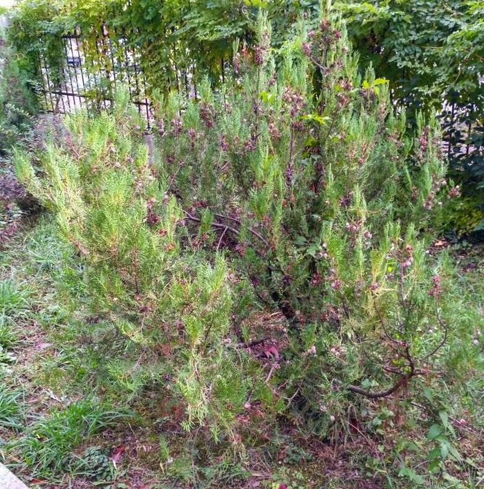 Seed tree - our version - My, Thuja, Tree, Pet, , Longpost, Landscaping, , , Pets