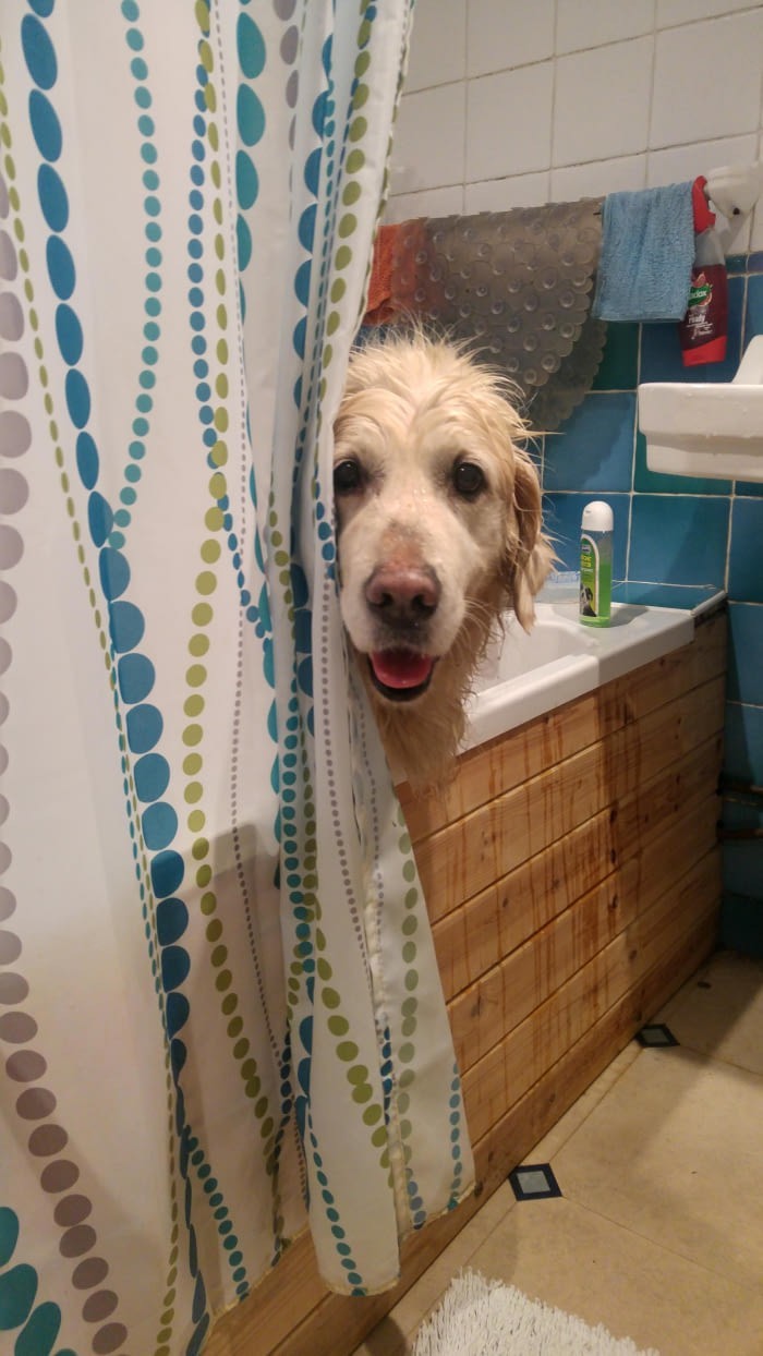 Pass me a towel, please. - Funny, Not strawberry, , Dog