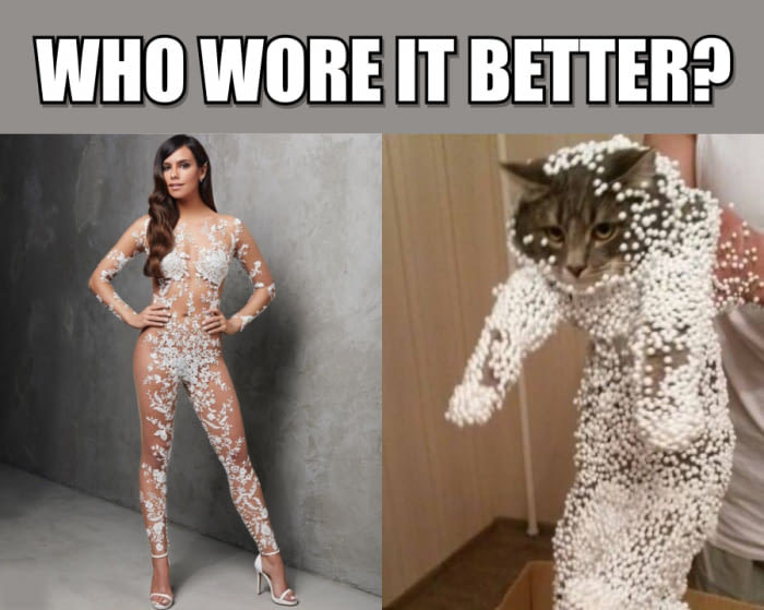 Who looks cooler? - cat, Styrofoam, Girls