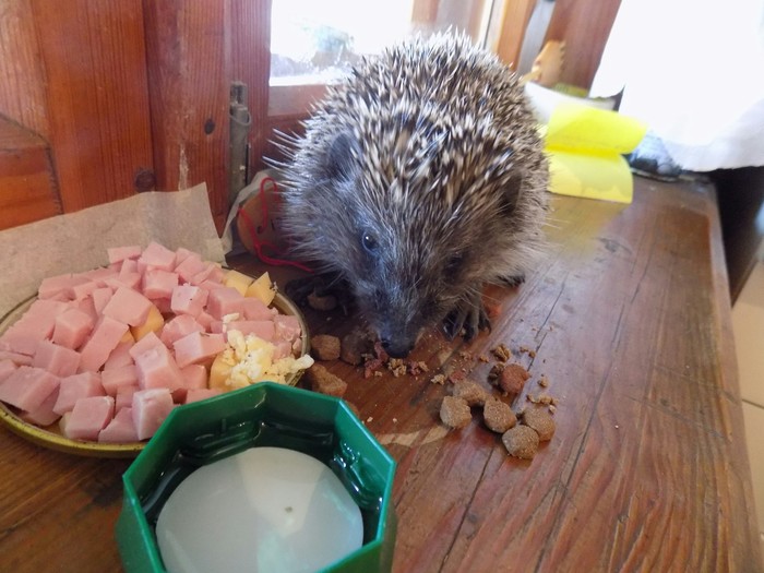 Hedgehog stories. - My, Longpost, Animals, cat, Dog, Hedgehog