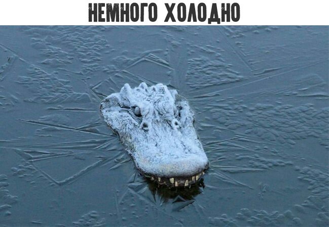 Go warm up. - Crocodile, Alisa Selezneva, Cold, Global warming, Future, Crocodiles