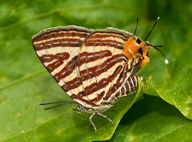 The dark side of butterflies - Butterfly, Longpost, Nature