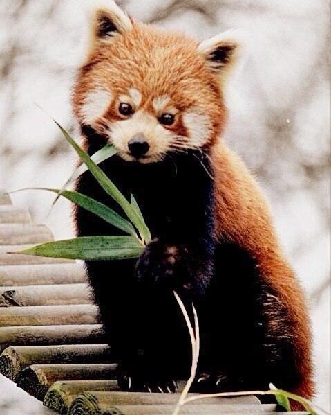 Red pandas - Red panda, Milota, Longpost