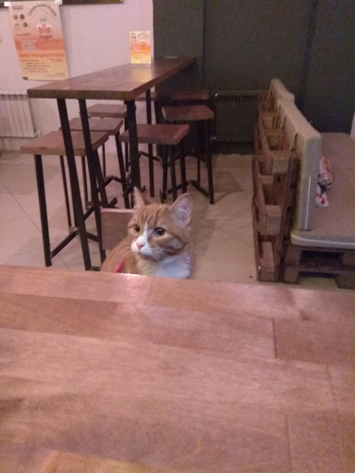 Что смотришь? Пенного мне налей, холоп!