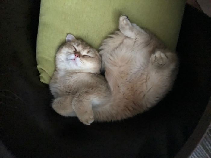 Воскресного котика вам