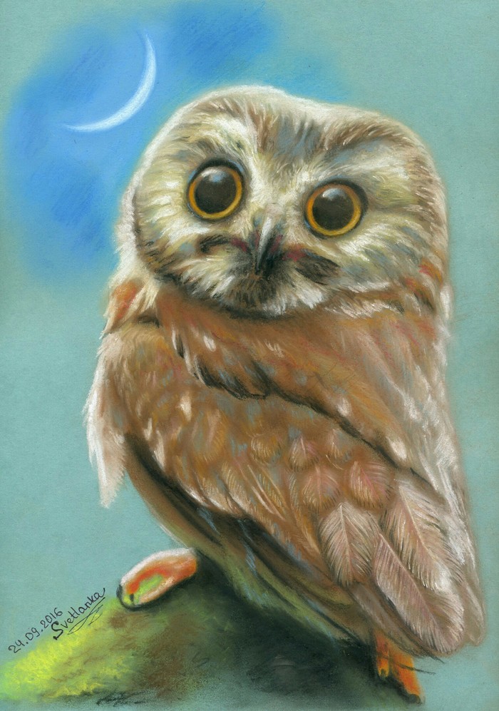 Self-taught drawing - My, Drawing, Owl, Oil painting, Dry pastel, Новичок, Self-taught artist, Dream, Longpost