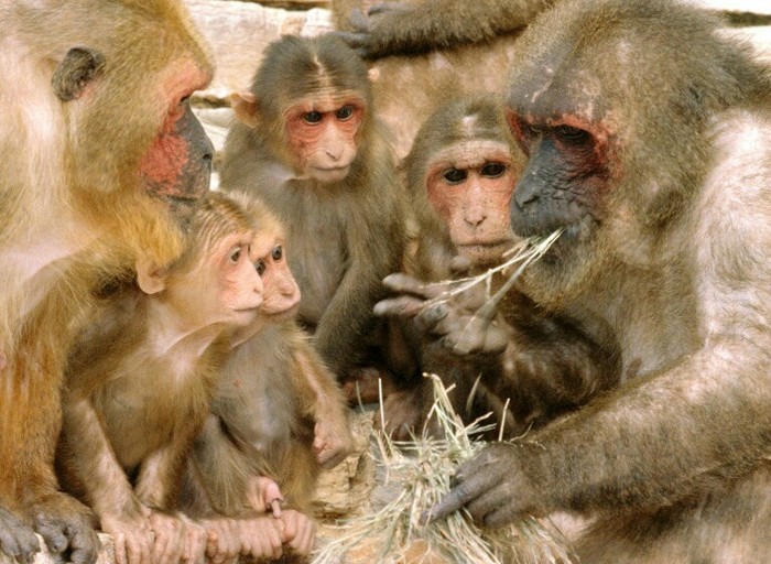 Crab-eating macaques have ravaged two villages in Thailand. - Toque, Monkey, Ruin, news, Риа Новости