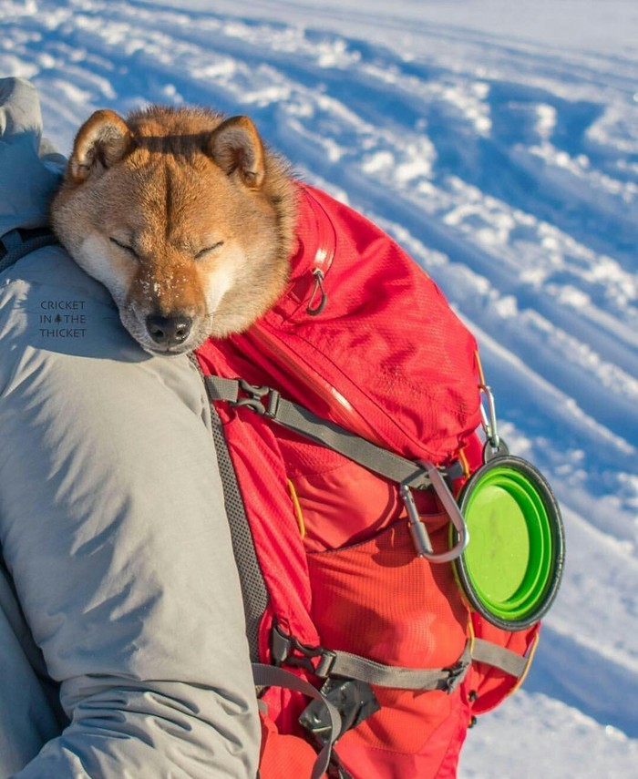 Just a dog in a bag - Dog, 