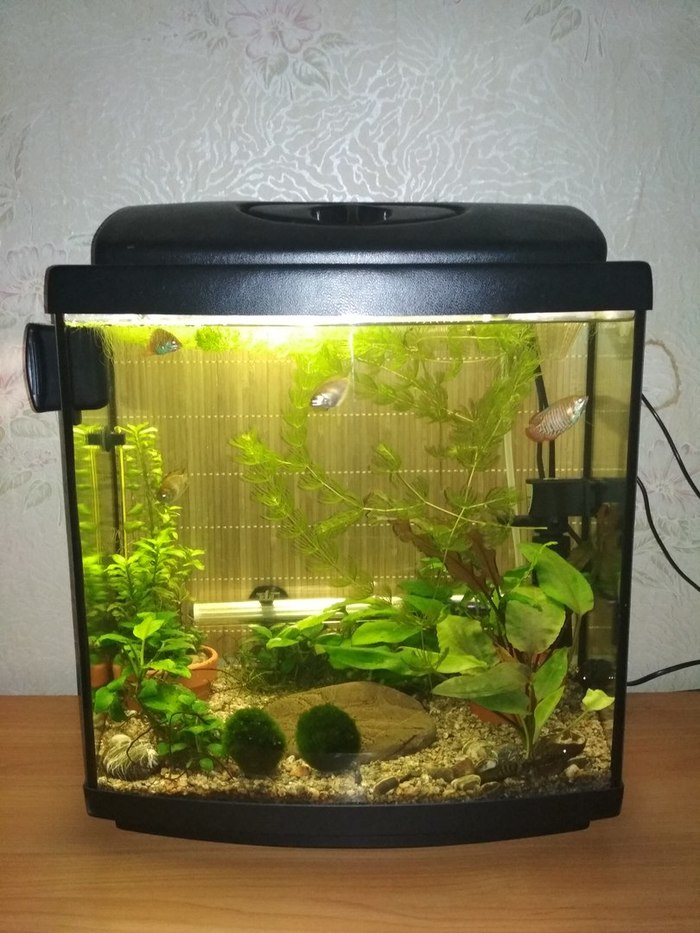 First experience. 40 l - My, Aquarium, First experience, Lyalius, Boasting, Longpost, , 