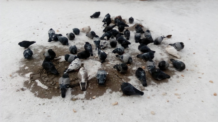 ������, -40, �������