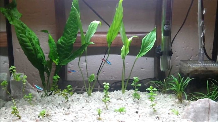 Хочу аквариум для водных растений