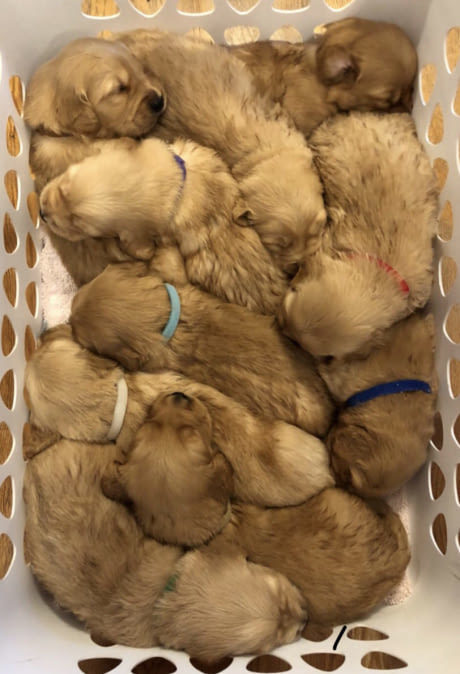 cute box) - Puppies, Box, Dog