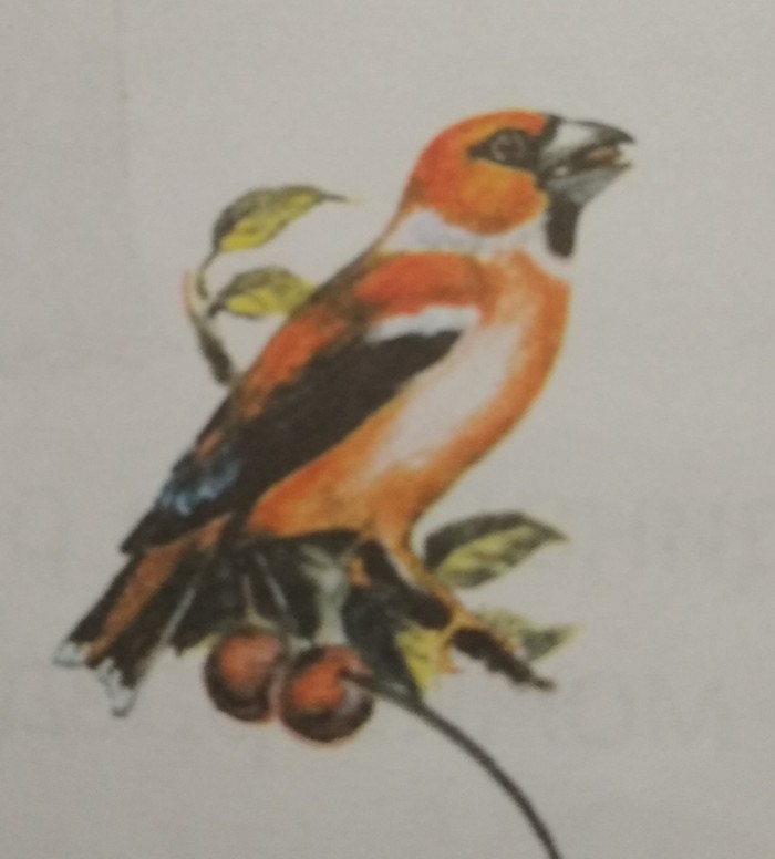 What is this bird? - School, What kind of bird?, Homework, Cuban Studies