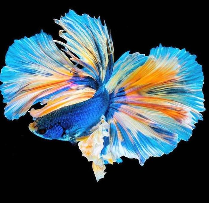 Бетта спленденс, фотошоп или нет - не знаю, может кто видел вживую?