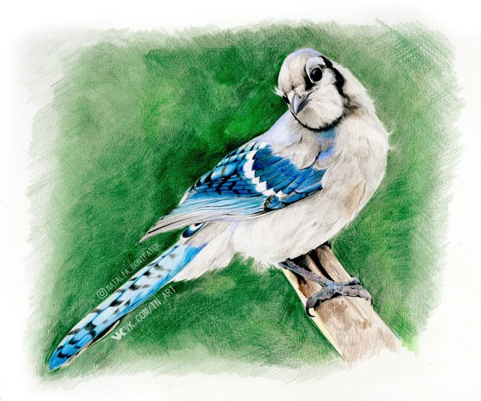 Blue Jay - My, Colour pencils, Blue Jay