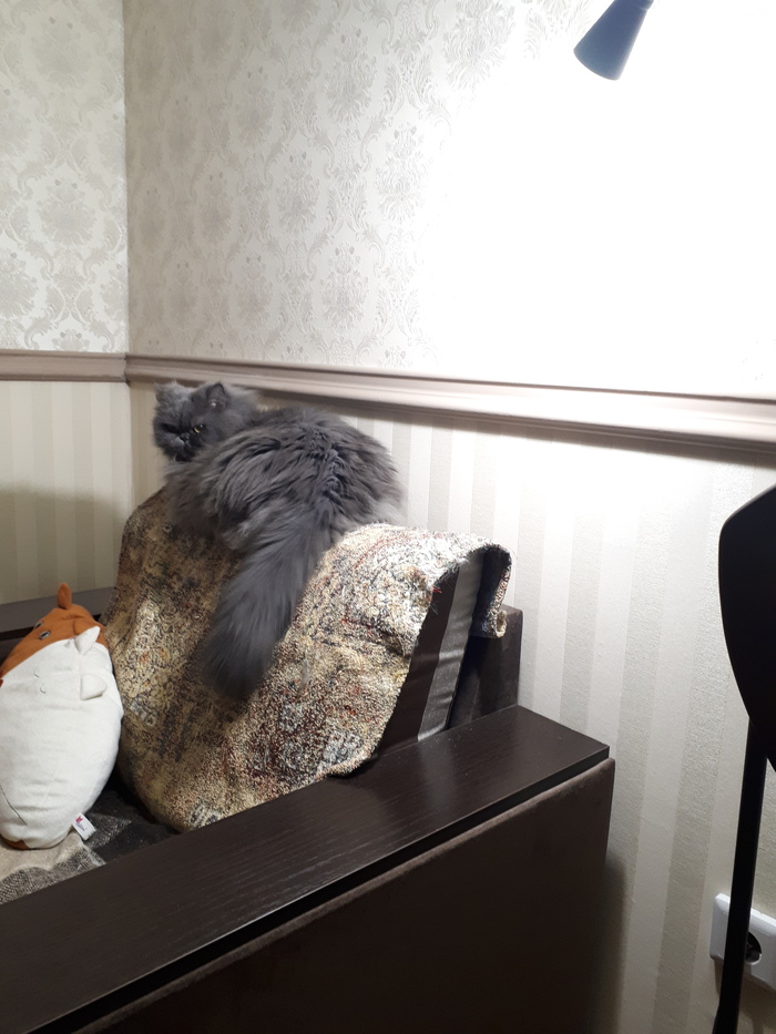 Котолампа Избалованнаяжопа Шейли