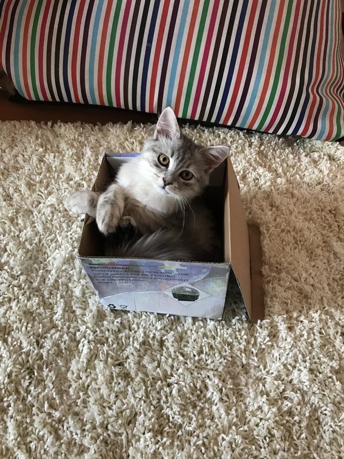 Cat and box. - My, cat, , Catomafia, Longpost