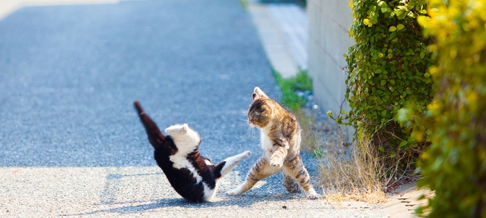 In Japan, even cats fight like real martial artists. - , The photo, cat