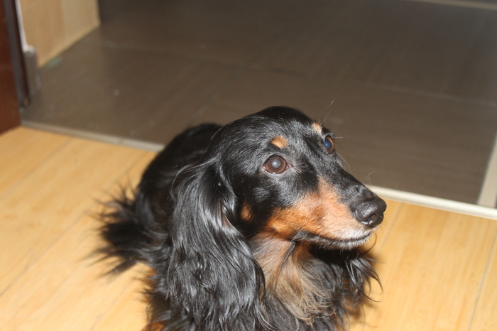 Lost dog! Moscow! - My, Moscow, Falcon, The dog is missing, Dachshund, , Help, Dog