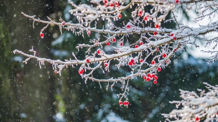 Sumi-e in reality - Branch, Snow, Berries, Haiku