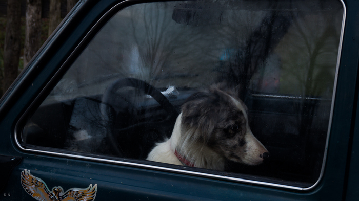 Dude, you're going the wrong way. - My, Humor, Auto humor, Dogs and people, Car, Saint Petersburg, Leningrad region