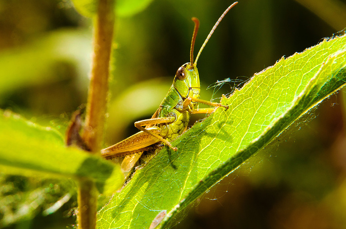 Grasshoppers in macro - My, The photo, Macro, Macro photography, Insects, Camera, Macrocosm, Summer, Nature, Longpost