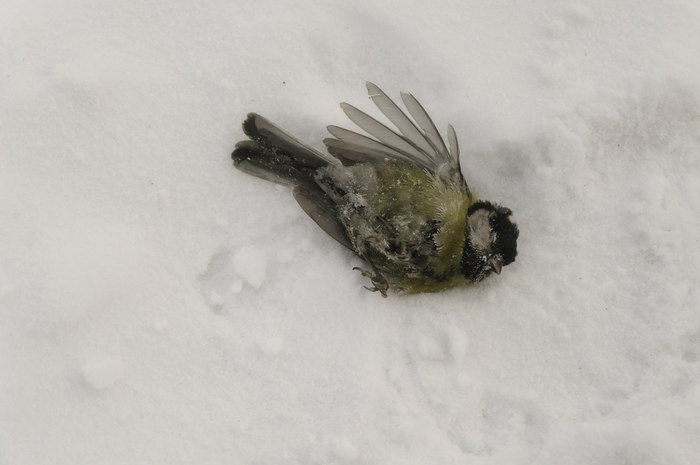 Altai winter or deadly cold: birds freeze on the fly - Barnaul, Altai region, freezing, Birds, Tit, Weather, Altai Republic