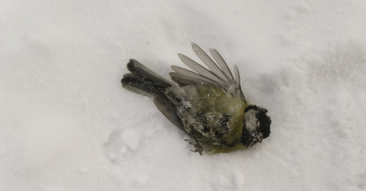 Cold bird. Замерзшие птицы. Замерзший Воробей. Замерзшая птичка.