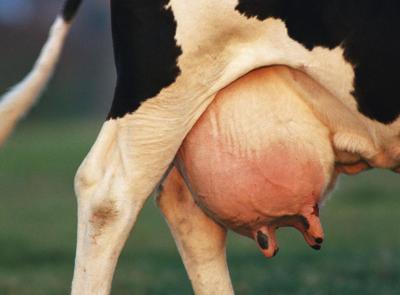 The woman reported the loss of one nipple from her cow to the police. - Saratov vs Omsk, news