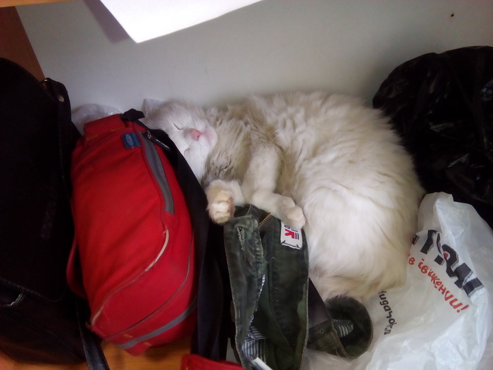 Workdays of the cat Musi!!! - My, cat, Turkish angora, Musya cat, Work days, Dream, The photo, Longpost