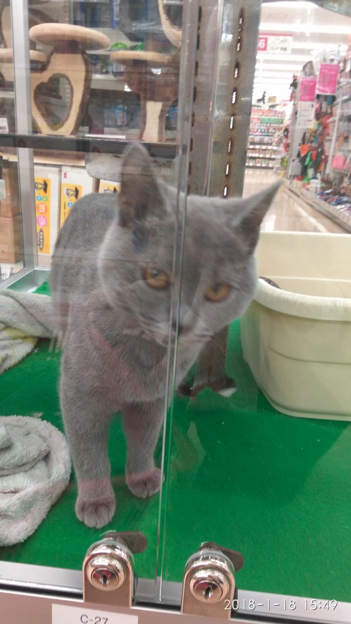 Petshop in Tokyo. - cat, Dog, Petshop, My, Longpost